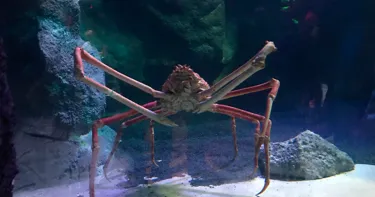 Lair Of The Crab 275E4