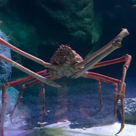 Lair Of The Crab 275E4