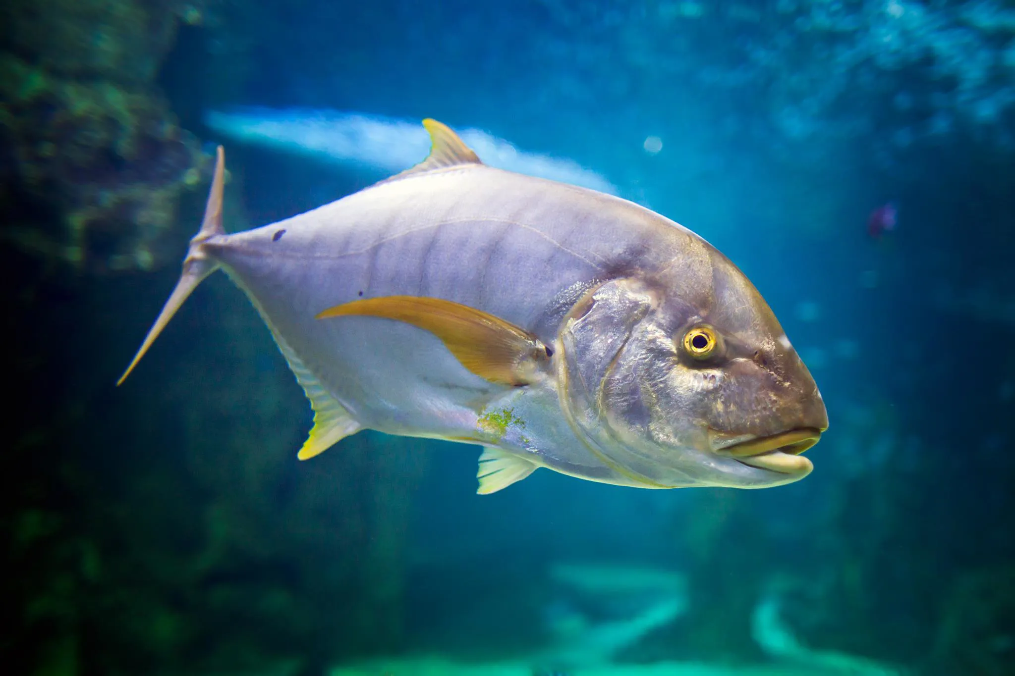 Golden Trevally at SEA LIFE Sydney Aquarium