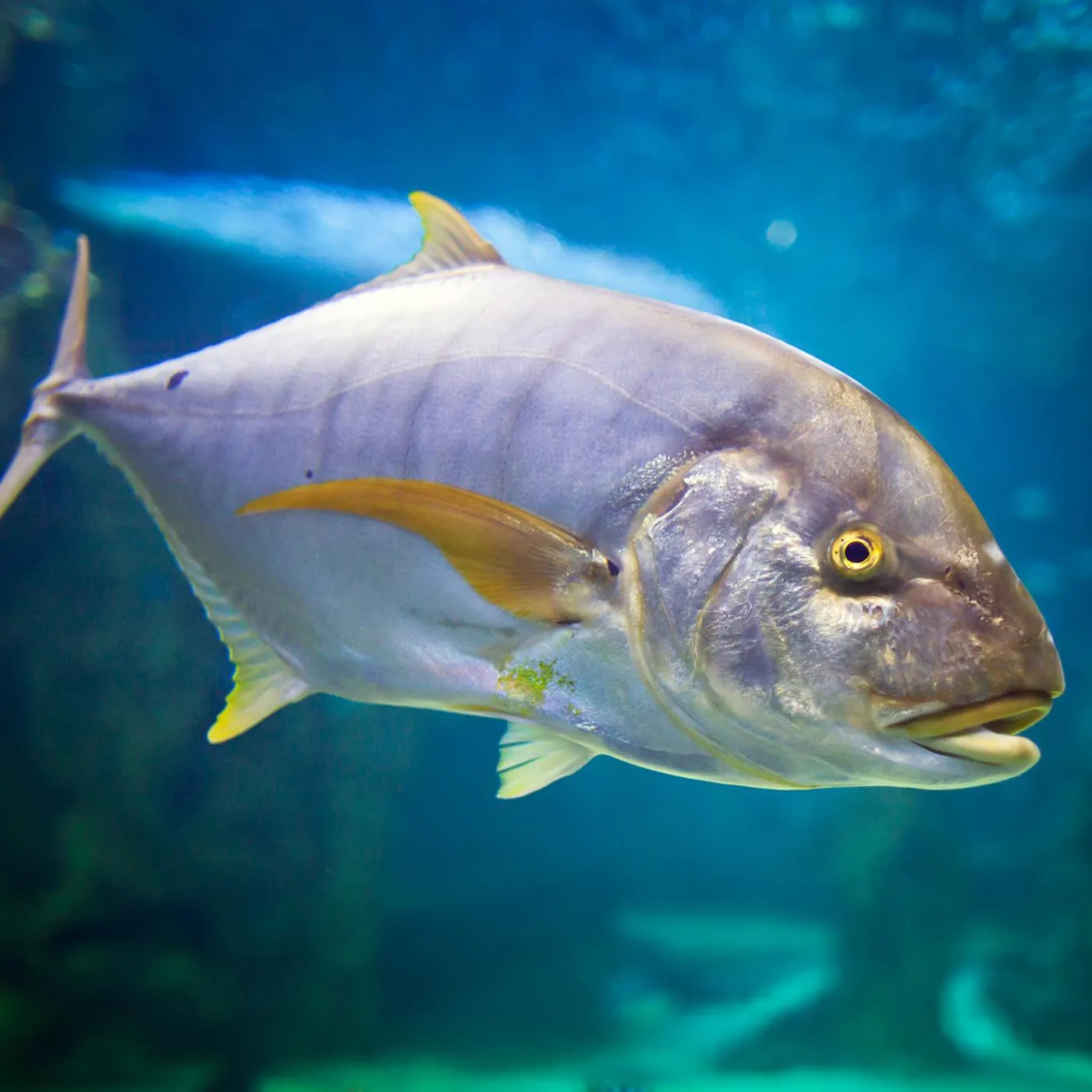Predatory Fish | SEA LIFE Sydney Aquarium