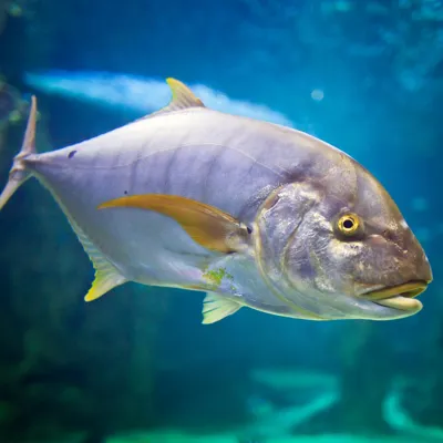 Golden Trevally at SEA LIFE Sydney Aquarium