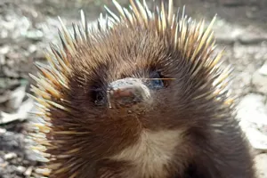 Echidna
