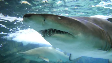 Grey Nurse Sharks (5)