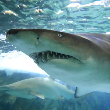 Grey Nurse Sharks (5)