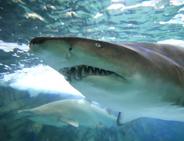Grey Nurse Sharks (5)