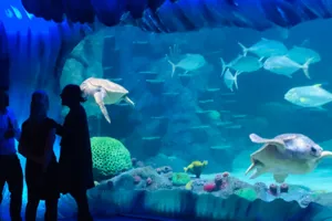 Networking Events Sea Life Sydney Aquarium