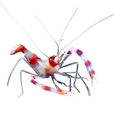 Rockpool Ranger Creatures Banded Coral Shrimp