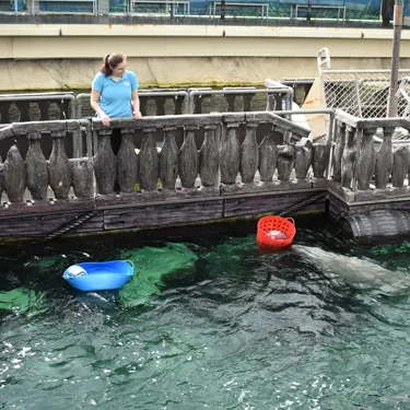 Pig Makes His Decision On Tonight's Game