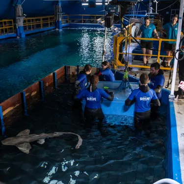 Aquarists Prepare To Release Female Leopard Shark, Kaya Into Day And Night On The Reef Exhibit Post Hoisting (3) SEA LIFE Sydney Aquarium