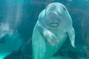 Our Dugong, Pig weighs a lot!