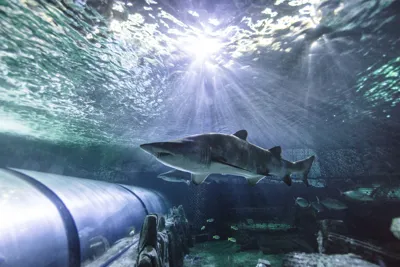 Grey Nurse Shark At SEA LIFE Sydney Aquarium 1