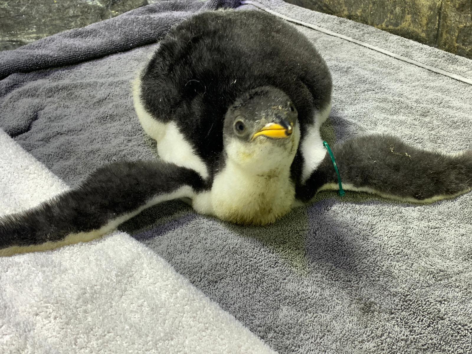 Penguin Chick New Feathers