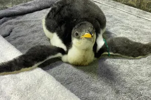 Penguin Chick New Feathers