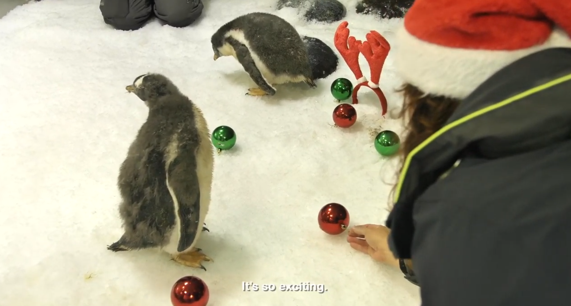 Penguin Chrissy