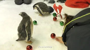 Penguin Chrissy