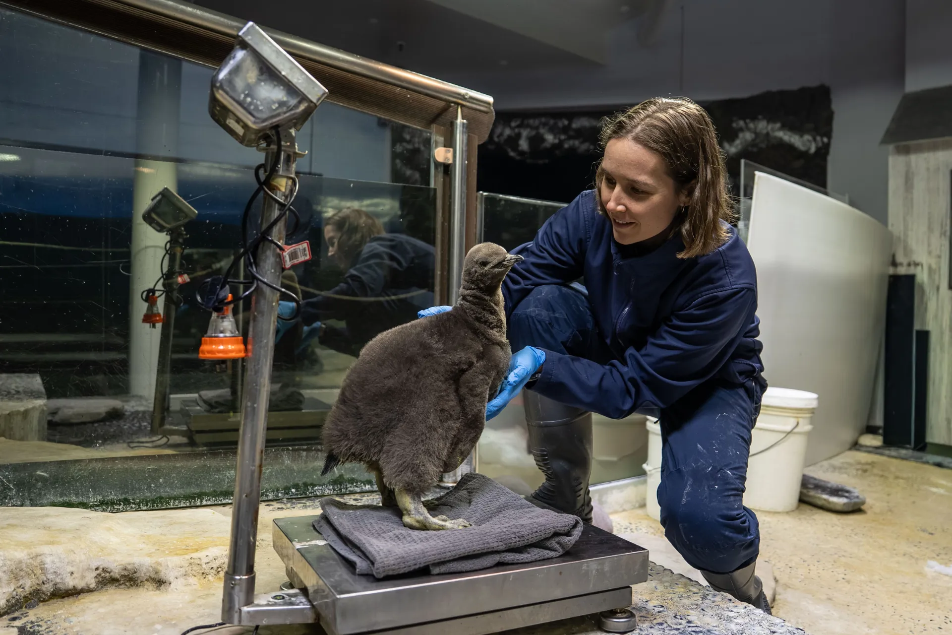 SLSA Blog Images Penguin Chick Keeper Weighing Chick