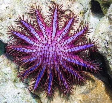 Crown of Thorns Venomous Starfish