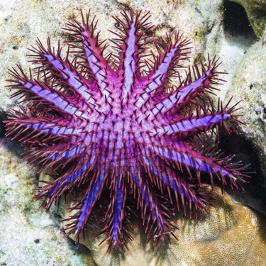 Crown of Thorns Venomous Starfish