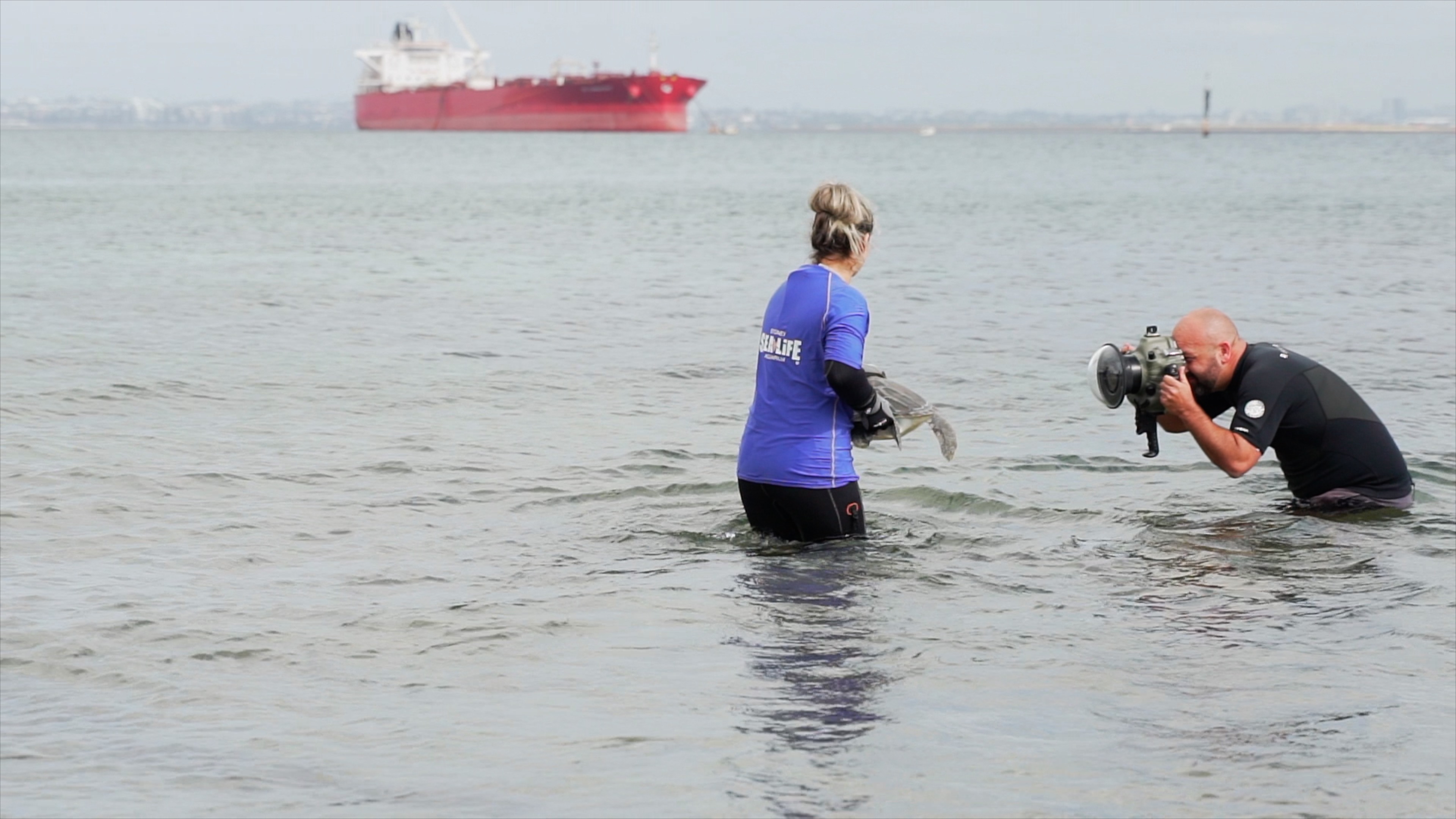 Turtle Release in the Ocean | SEA LIFE Sydney