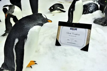 Sphen And Magic's Chick With A Birth Certificate 4