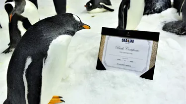 Sphen And Magic's Chick With A Birth Certificate 4