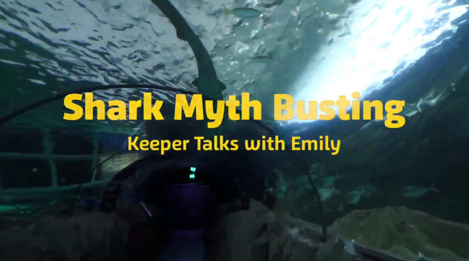 Shark Myth Talk