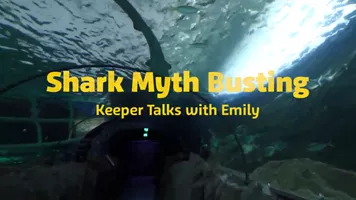 Shark Myth Talk