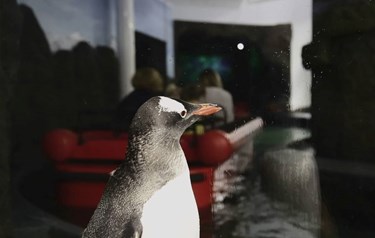 Penguin Boat Ride (1)