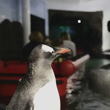 Penguin Boat Ride (1)