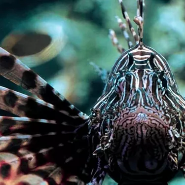 Discover Sydney Harbour venomous creatures like the Lionfish
