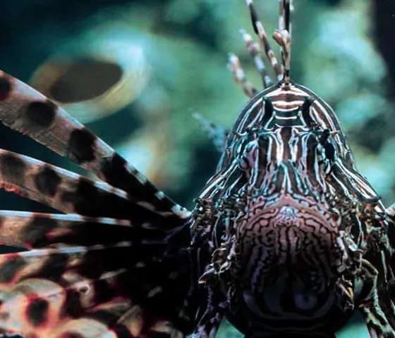 Discover Sydney Harbour venomous creatures like the Lionfish