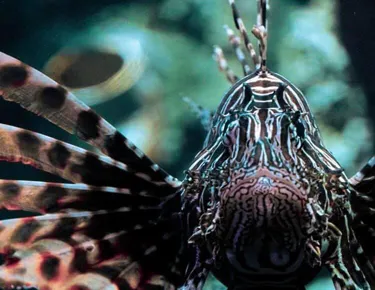 Discover Sydney Harbour venomous creatures like the Lionfish