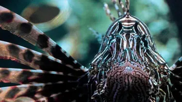 Discover Sydney Harbour venomous creatures like the Lionfish
