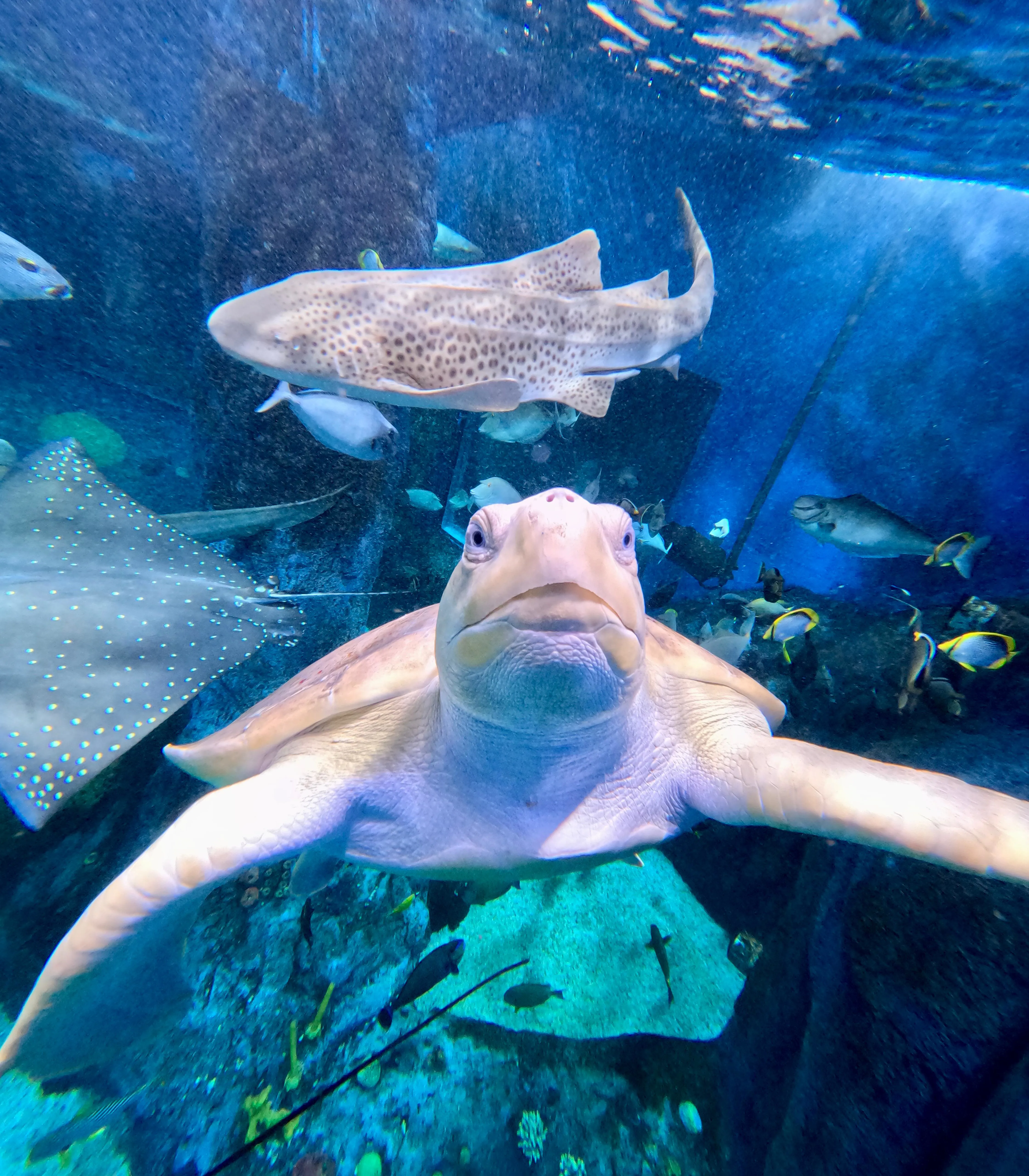 Turtle at SEA LIFE Sydney