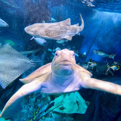 Turtle at SEA LIFE Sydney