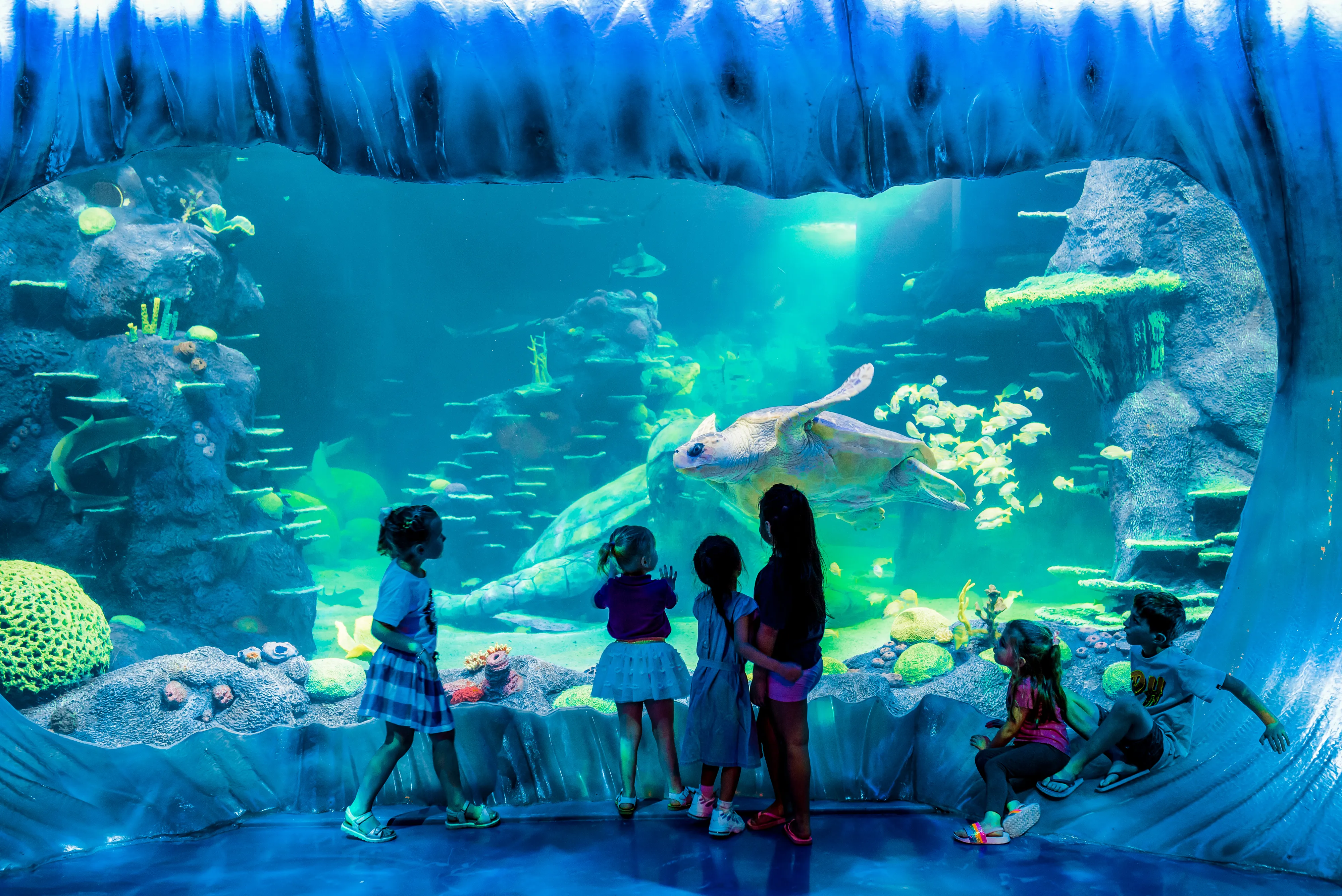 A Massive Loggerhead Turtle Swims By In All New Day And Night On The Reef Exhibit