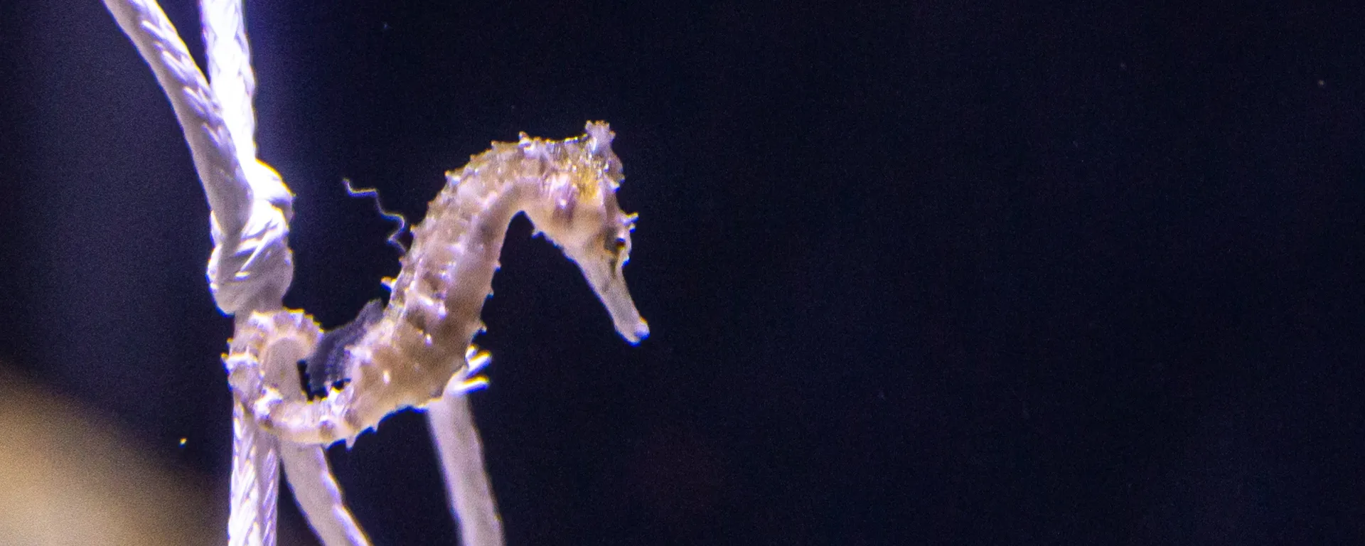 Seahorse