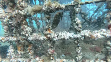 One Of The Baby White's Seahorses Surviving After Release In The Wild
