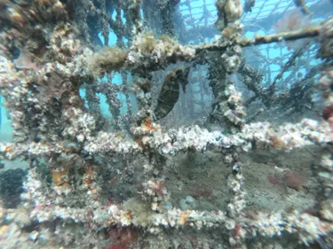 One Of The Baby White's Seahorses Surviving After Release In The Wild