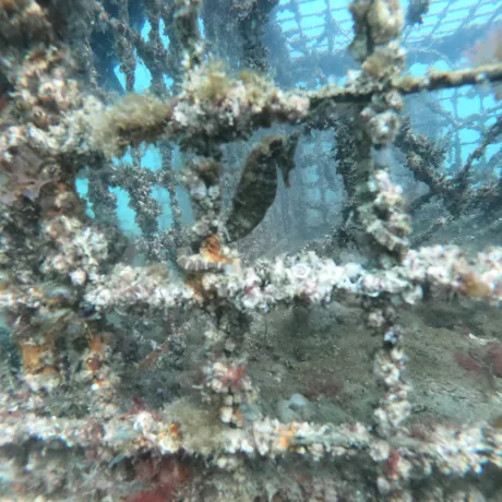 One Of The Baby White's Seahorses Surviving After Release In The Wild