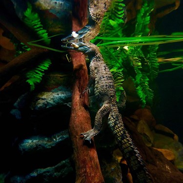 Freshwater Croc