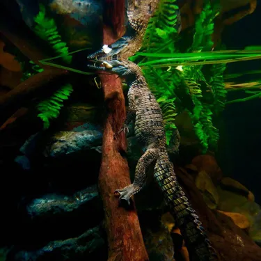Freshwater Croc