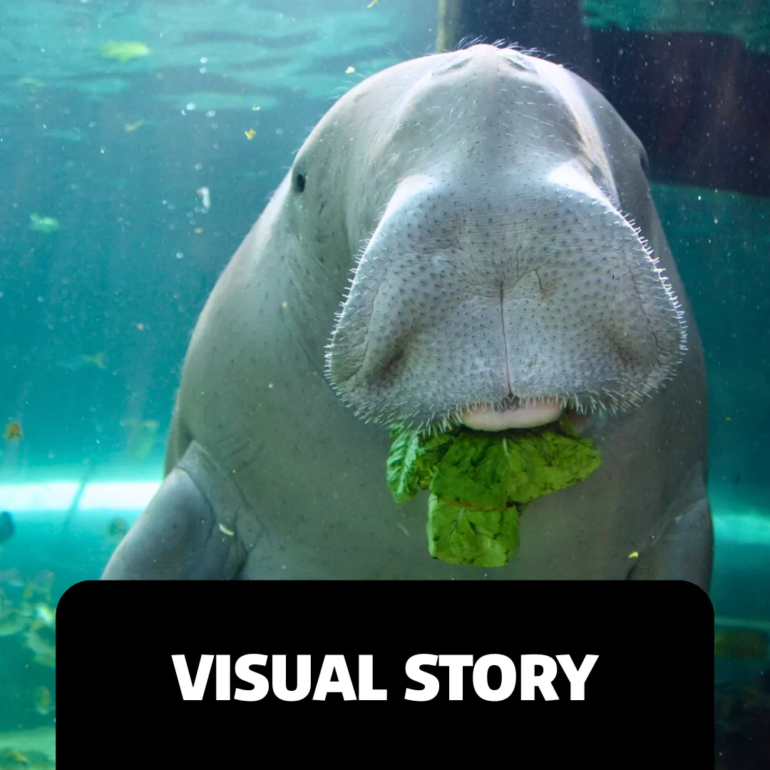 Accessibility Webpage Images Visual Story