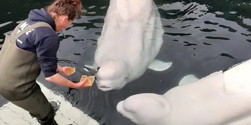 Belugas Again