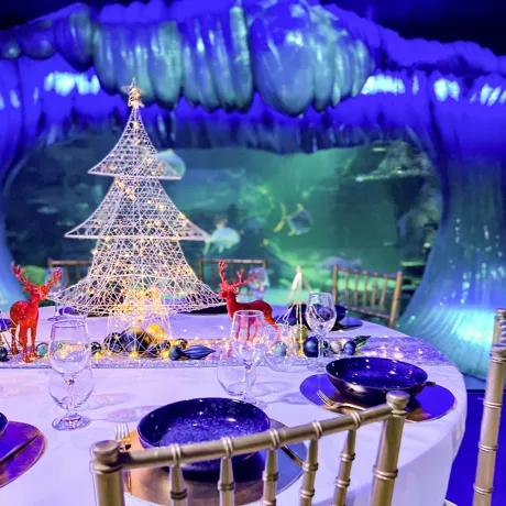 Christmasataquarium2 Light