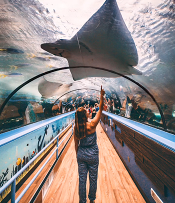 guest pointing up towards the large stingray in the magical eagle ray tunnel