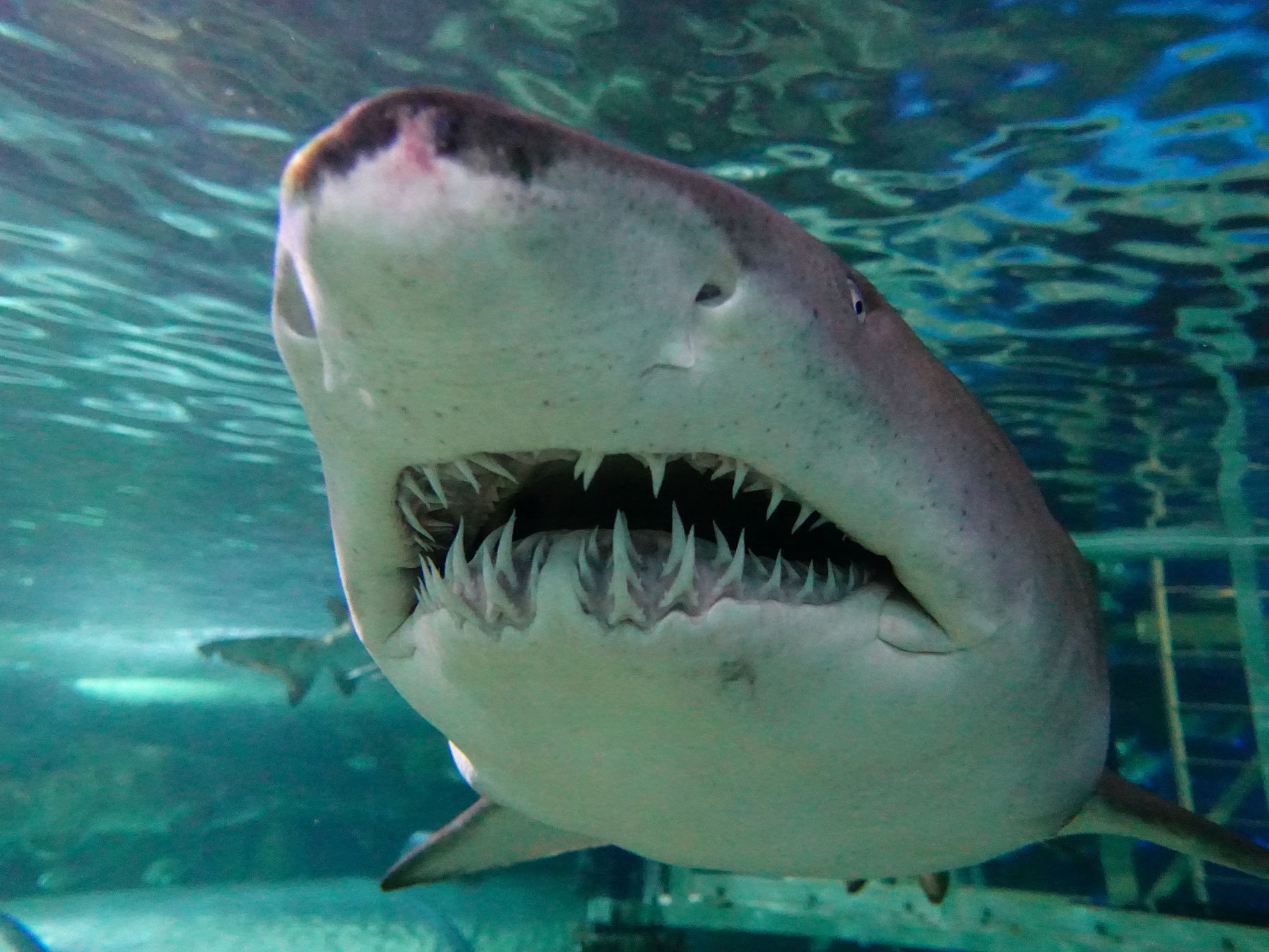 Grey Nurse shark teeth on display at SEA LIFE Sydney aquarium