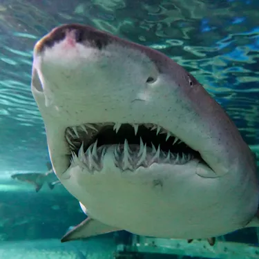 Grey Nurse shark teeth on display at SEA LIFE Sydney aquarium