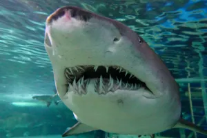 Grey Nurse shark teeth on display at SEA LIFE Sydney aquarium