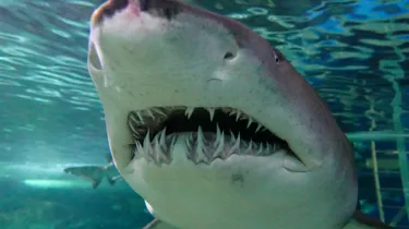 Grey Nurse shark teeth on display at SEA LIFE Sydney aquarium
